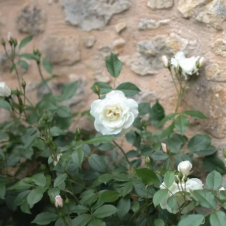 Villa Chateau Forge Du Roy *